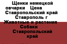 Щенки немецкой овчарки › Цена ­ 6 000 - Ставропольский край, Ставрополь г. Животные и растения » Собаки   . Ставропольский край